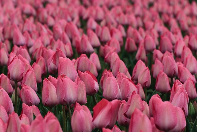 Amsterdam TulipFields of Holland Tour - Small-group size (7 max): how it changes your photos and your day