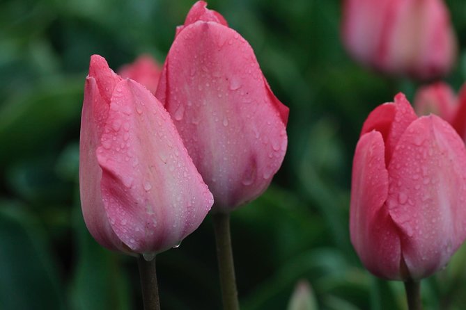 Amsterdam TulipFields of Holland Tour - What’s included: coffee, water, Dutch apple pie, and fees