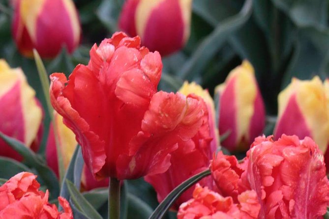 Amsterdam TulipFields of Holland Tour - Stop 1: the Flower Bulb Region for real field access and fast education