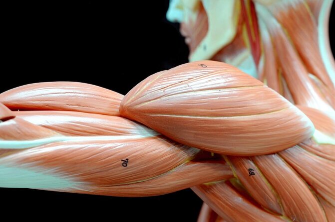 Body Worlds Amsterdam Admission Ticket - Why Body Worlds Amsterdam feels different from other museums