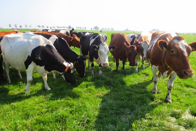 Countryside of Amsterdam Private tour - Simonehoeve near Edam: cheese farm energy, Dutch food basics