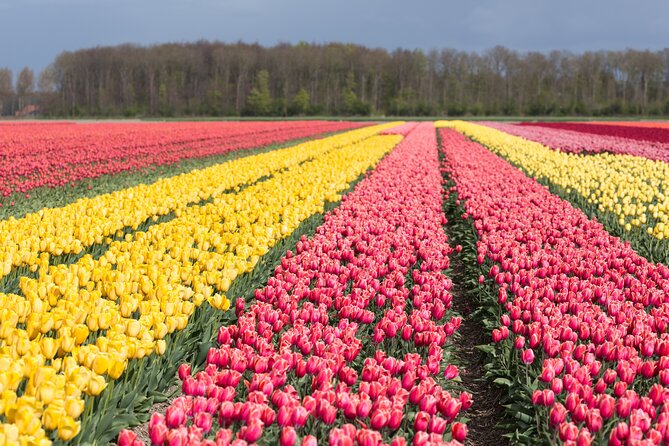 Day Trip to Famous Tulip Route in Noordoostpolder From Amsterdam - Key points to know before you go