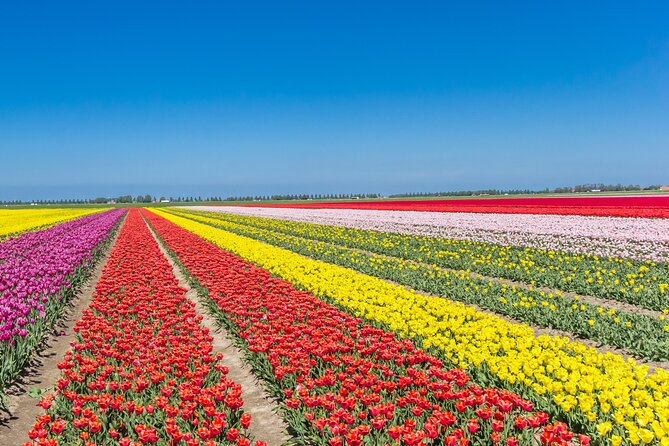 Day Trip to Famous Tulip Route in Noordoostpolder From Amsterdam - Meeting Point in Amsterdam and the Van Ride Out