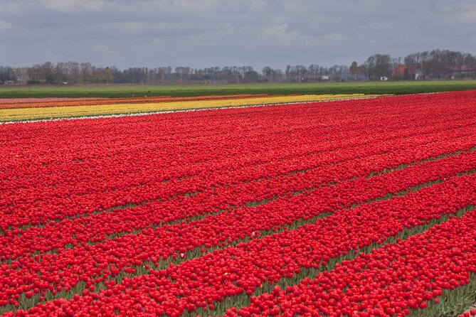 Day Trip to Famous Tulip Route in Noordoostpolder From Amsterdam - 9:00–10:45 Morning Transfer and the Coffee/Tea Break