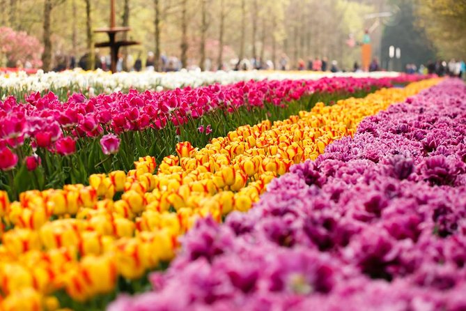 Day Trip to Keukenhof Gardens from Amsterdam with Tour Guide - The ride in an air-conditioned coach/minivan (and why the timing matters)