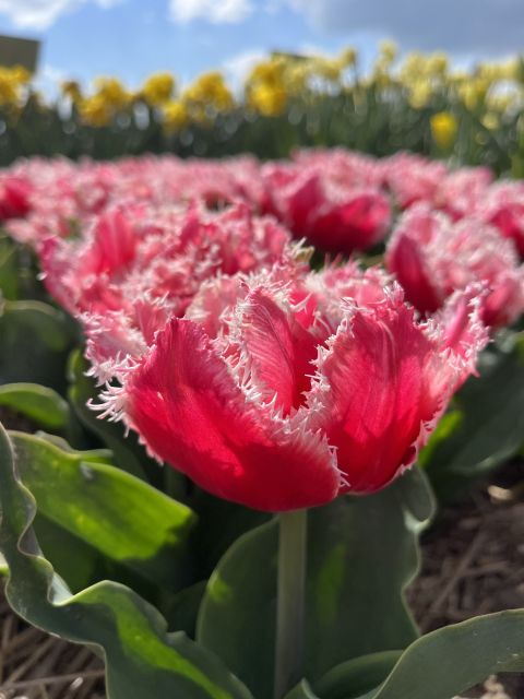 Enjoy the tulip fields in a Landrover with a local guide! - Key highlights you’ll care about