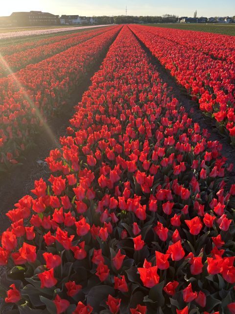 Enjoy the tulip fields in a Landrover with a local guide! - Who this tour is perfect for (and who it’s not)