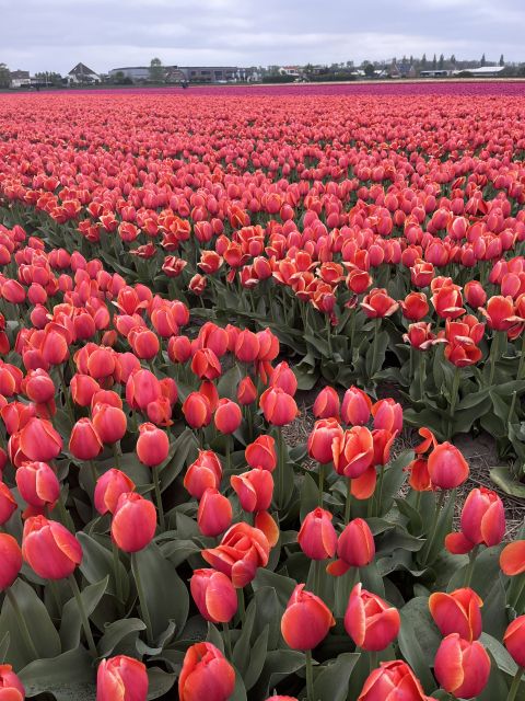 Enjoy the tulip fields in a Landrover with a local guide! - Why this Land Rover tour works for Keukenhof season