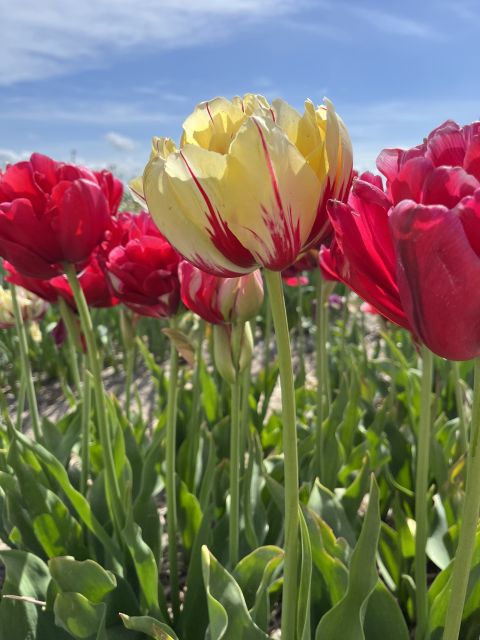 Enjoy the tulip fields in a Landrover with a local guide! - Lisse sightseeing: church stories plus time for photos