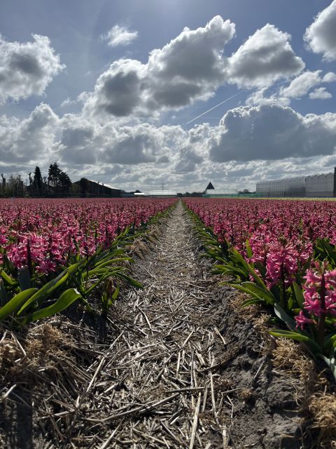 Enjoy the tulip fields in a Landrover with a local guide! - Tulip Farm show garden: the short break you’ll actually enjoy