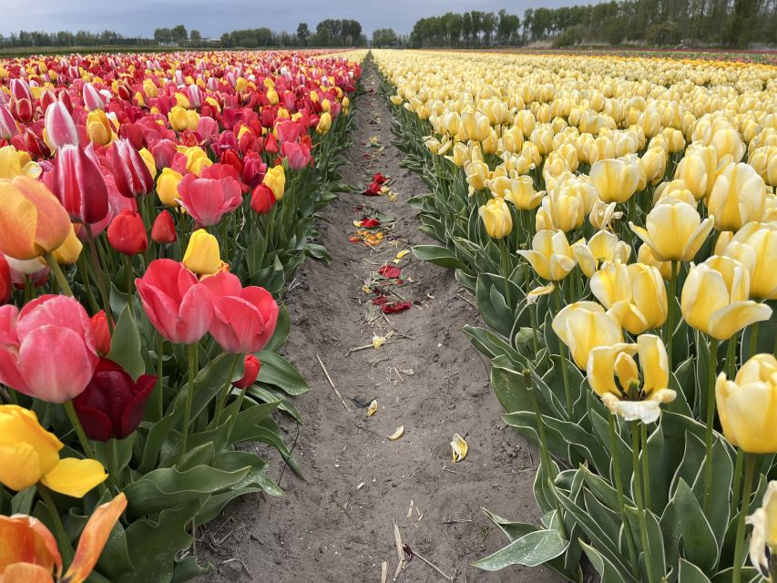 Enjoy the tulip fields in a Landrover with a local guide! - Driving the countryside and spotting Keukenhof Castle from the road
