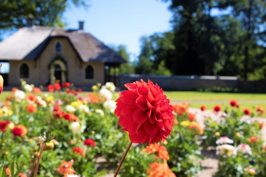 From Amsterdam: Holland Flower and Windmill Tour - summer ed - Key highlights you should care about
