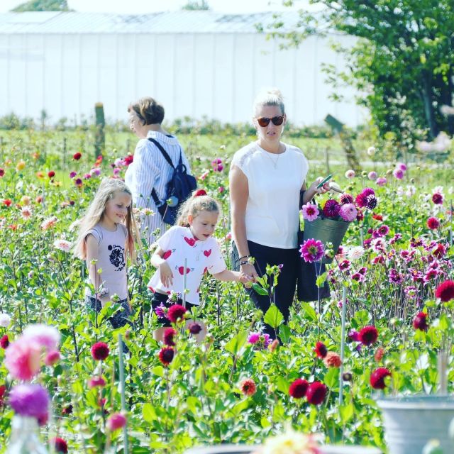 From Amsterdam: Holland Flower and Windmill Tour - summer ed - South Holland flowers start fast, then the windmills hit