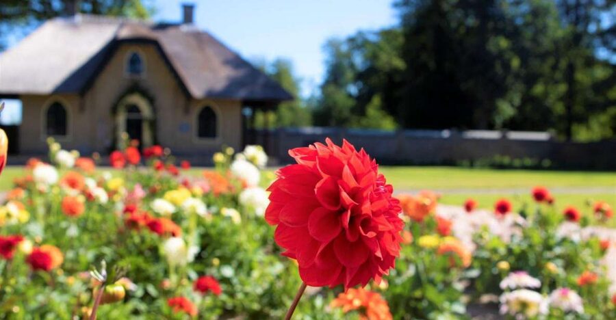 From Amsterdam: Holland Flower and Windmill Tour - summer ed - De Tulperij: meet the owners and learn why dahlias do well here