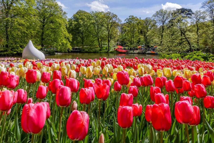 From Amsterdam: Keukenhof and Dutch Countryside Tour - Keukenhof Fast-Track: How to Use 3.5 Hours Like a Pro