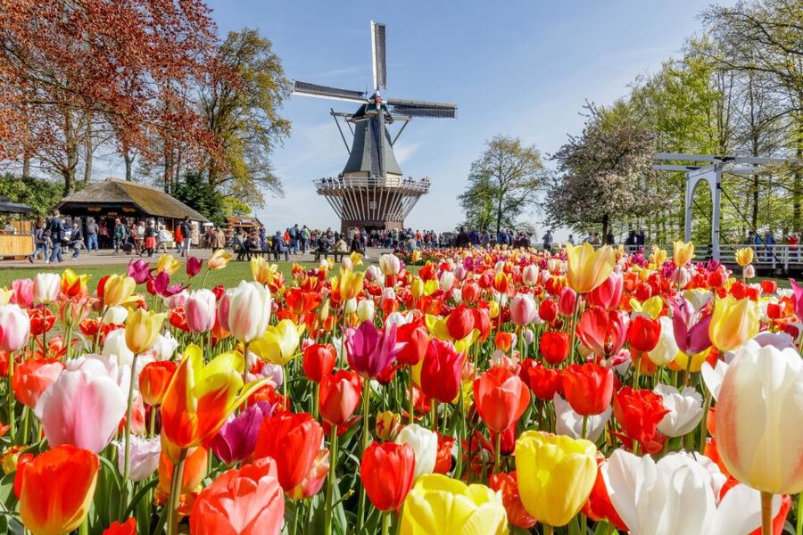 From Amsterdam: Keukenhof and Dutch Countryside Tour - Zaanse Schans Windmill Village: Seeing the Working Side of Holland