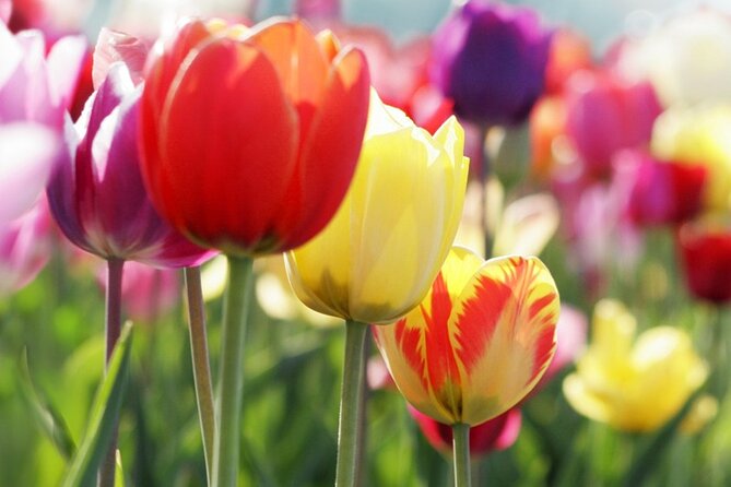 From Amsterdam: Keukenhof and Tulip Experience Tour - The Added Value: Why the Bulb Farm Stop Matters for Most People