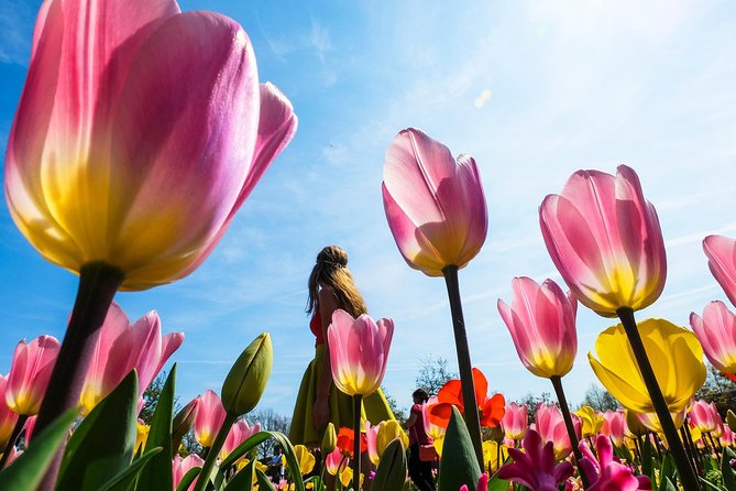 From Amsterdam: Keukenhof and Tulip Experience Tour - Timing Options: Morning vs Afternoon Departures