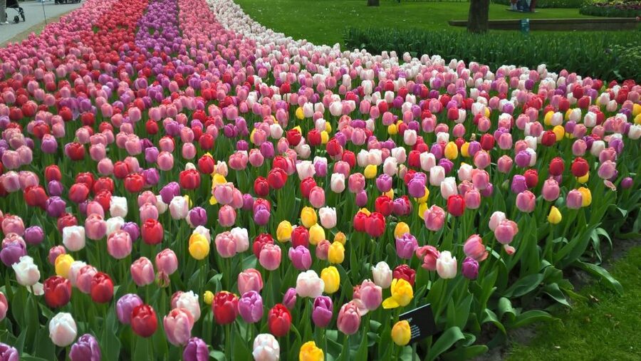 From Amsterdam: Keukenhof and Zaanse Schans Small Group Tour - A Day Trip That Packs Tulips, Demos, and Windmills
