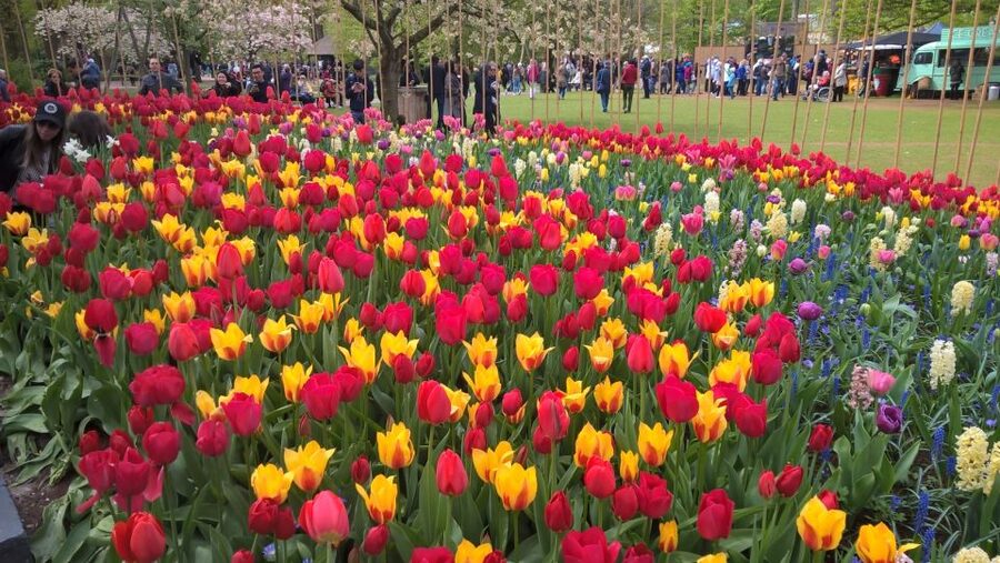 From Amsterdam: Keukenhof and Zaanse Schans Small Group Tour - Price and Logistics: Does $130 Actually Make Sense?