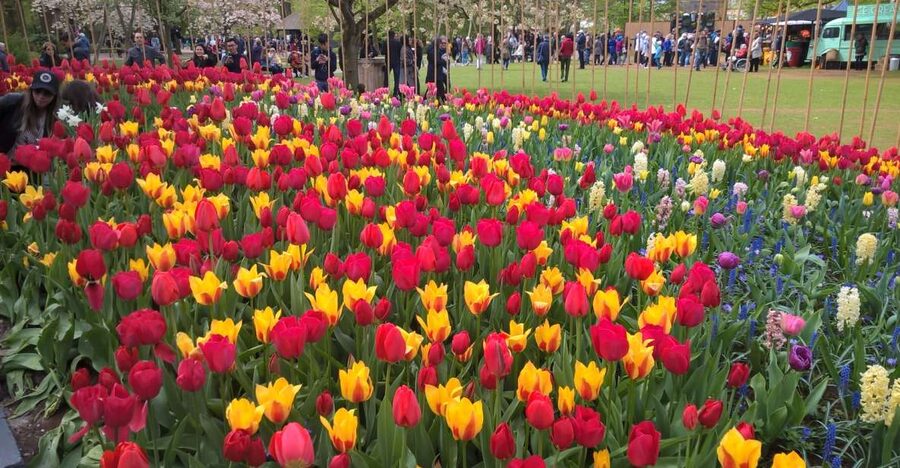 From Amsterdam: Keukenhof and Zaanse Schans Small Group Tour - From LOT61 to Keukenhof: Easy Entry and Crowd Reality