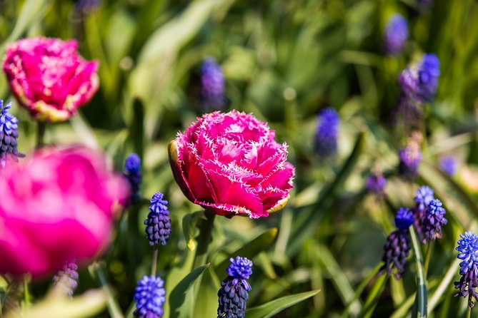 From Amsterdam: Keukenhof Gardens Ticket and Transfer - Timing and bloom window: when Keukenhof is at its best