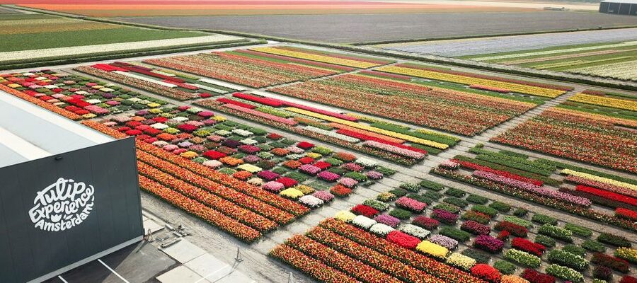 From Amsterdam: Keukenhof Gardens & Tulip Experience Tour - Final call: book it, but plan your priorities