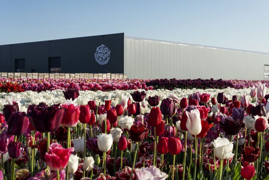 From Amsterdam: Keukenhof Gardens & Tulip Experience Tour - Price and value: what $94 buys you (and what it doesn’t)