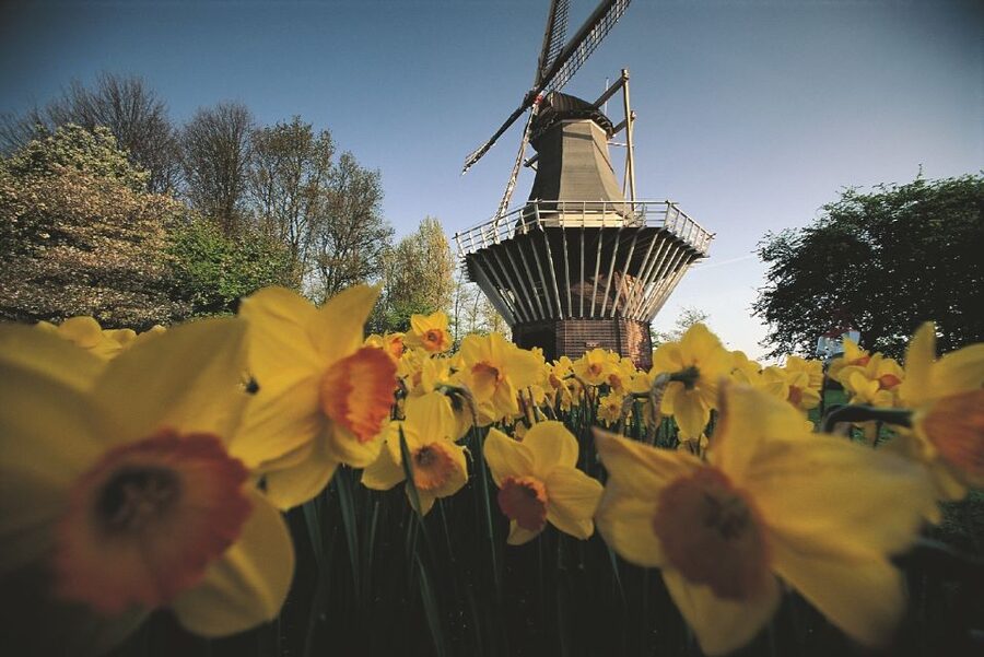 From Amsterdam: Keukenhof Gardens & Tulip Experience Tour - Guide moments: the difference between a quick tour and a satisfying one