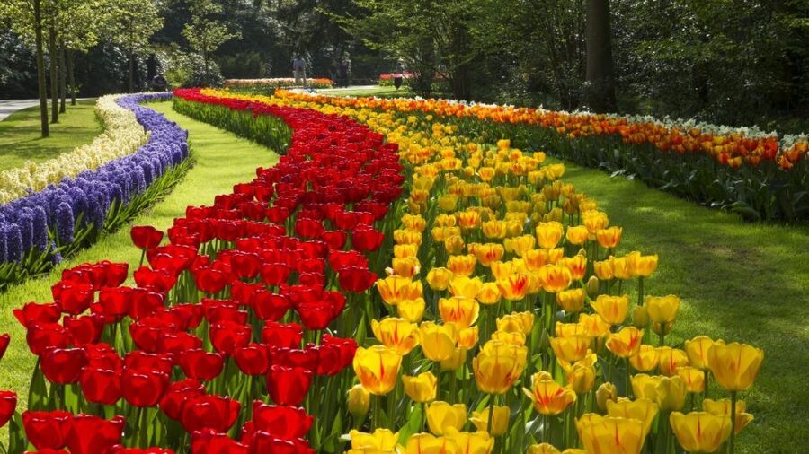 From Amsterdam: Keukenhof Gardens & Tulip Experience Tour - Practical tips to make your day feel smooth (not sprinty)