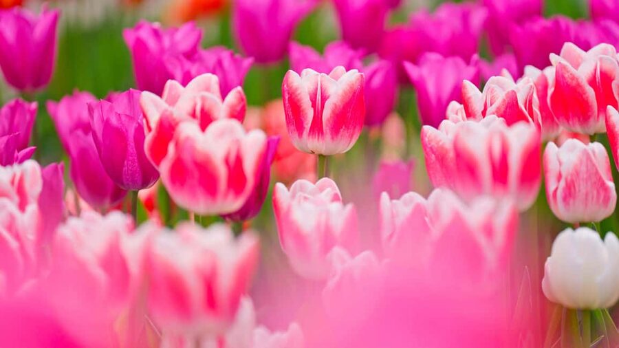 From Amsterdam: Keukenhof Ticket with Transfer - Key things I’d center in your plans