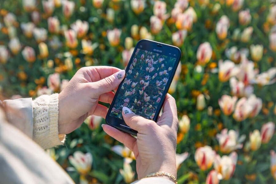 From Amsterdam: Keukenhof Ticket with Transfer - The tulip season reality check: timing affects what you see
