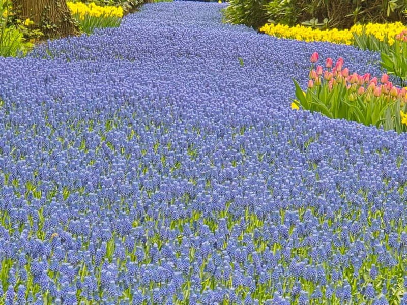 From Amsterdam: Keukenhof Tulips, Windmills & Volendam - Tulip fields and the chance to see hidden production areas
