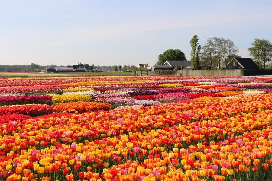 From Amsterdam: Private Keukenhof and Tulip Experience Tour - Key things that make this tour work