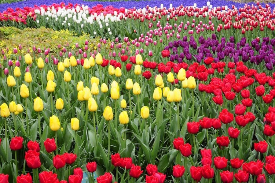 From Amsterdam: Private Keukenhof and Tulip Experience Tour - Price and logistics: what you’re paying for (and what you’re not)
