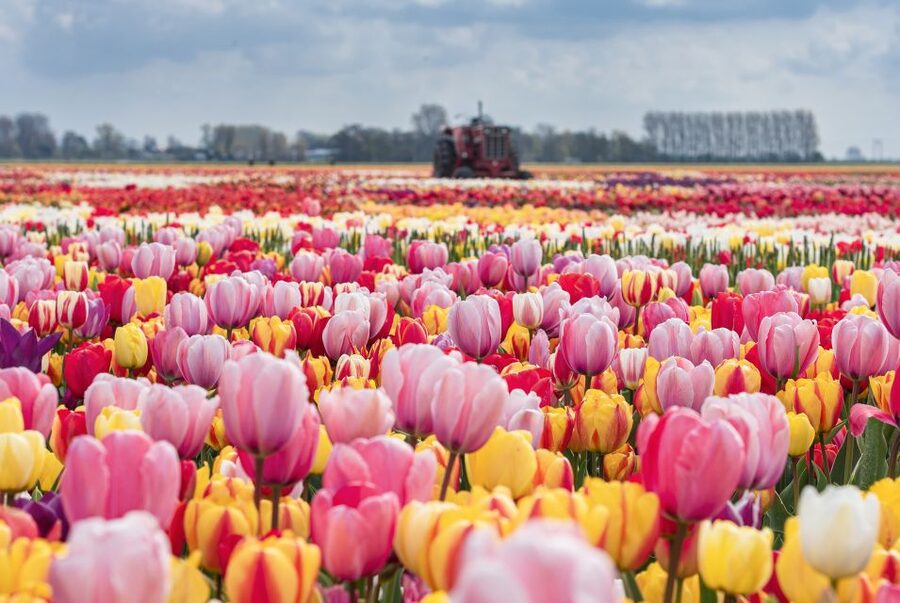 From Amsterdam: Private Keukenhof and Tulip Experience Tour - Should you book this Keukenhof and Tulip Experience tour?