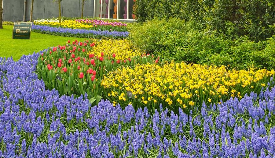 From Amsterdam: Small Group Keukenhof & City Tour Delft - Key things that make this day trip worth it