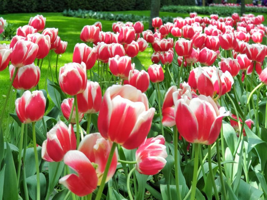 From Amsterdam: Small Group Keukenhof & City Tour Delft - The 9-hour Amsterdam plan that keeps you out of stress