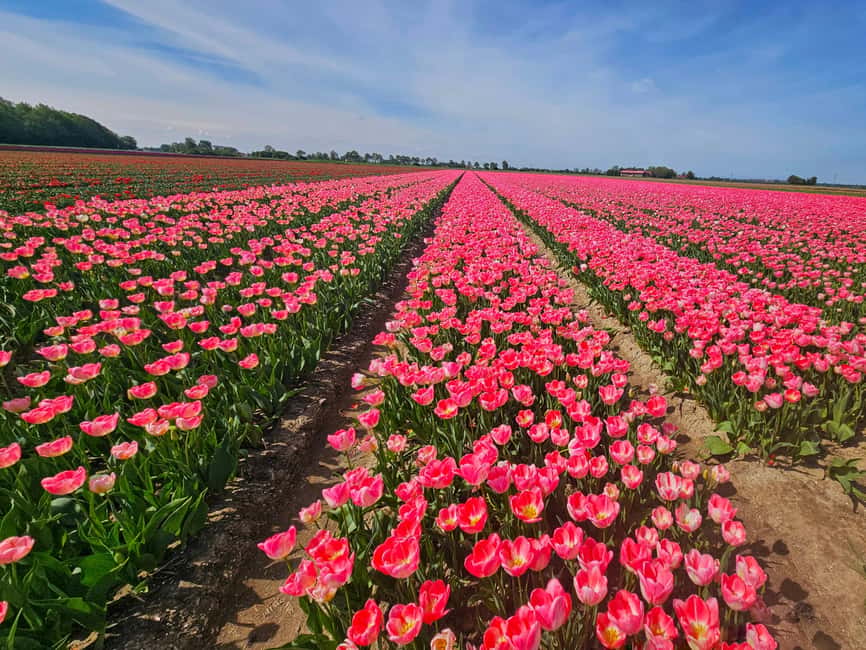 From Amsterdam: Small Group Keukenhof & City Tour Delft - Before-noon arrival and the tulip-field photo bonus