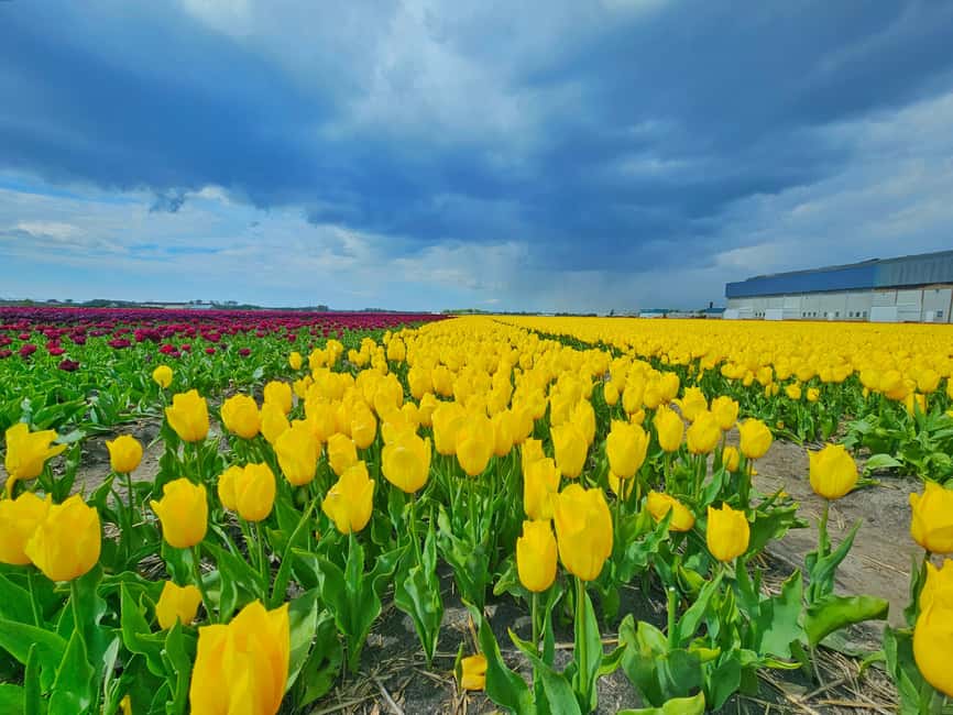 From Amsterdam: Small Group Keukenhof & City Tour Delft - Delft Blue pottery workshop: what you’re really paying for
