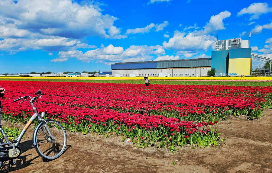 From Amsterdam: Small Group Keukenhof & City Tour Delft - Royal Delft vs the included factory: don’t assume it’s the same place