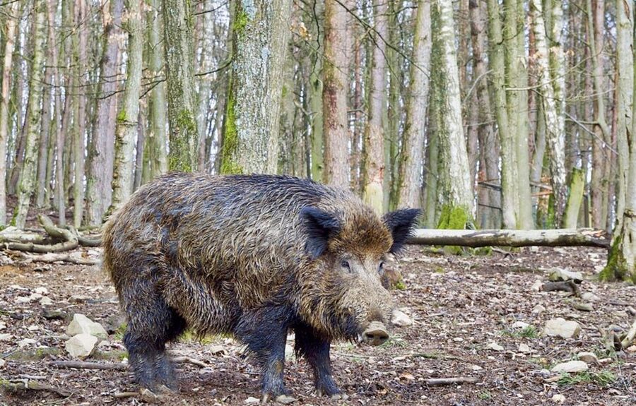 From Amsterdam: Small Group Tour NP Hoge Veluwe (Van Gogh) - Key things to know before you go
