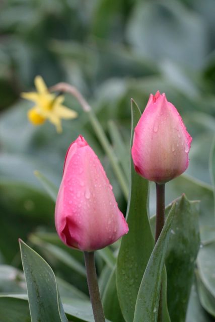 From Amsterdam: Tulip Fields of Holland Tour - Key things I’d plan around on this tour