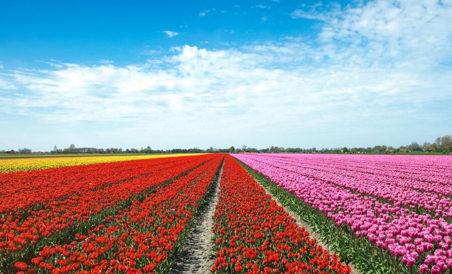 From Amsterdam: Tulip Fields of Holland Tour - Why this 5-hour van tour beats the big bus