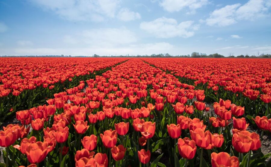 From Amsterdam: Tulip Fields of Holland Tour - Lisse photo stop: what to look for in 15 minutes