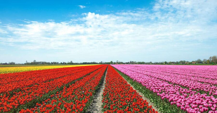 From Amsterdam: Tulip Fields of Holland Tour - De Tulperij (Voorhout): bulb farming in real-life rows