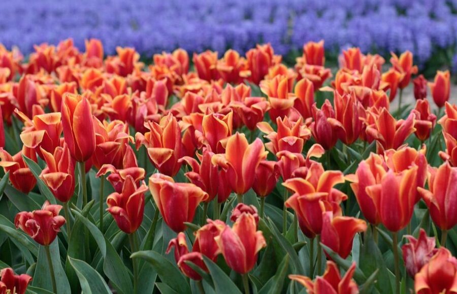 From Amsterdam: Tulip Fields of Holland Tour - The second photo stop in Voorhout: catch the late angles