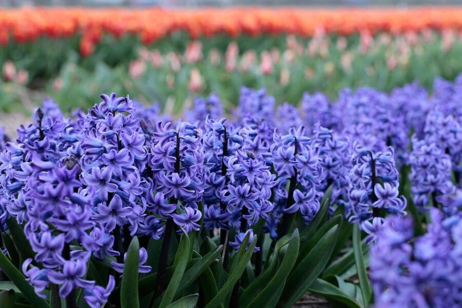 From Amsterdam: Tulip Fields of Holland Tour - Small group, English guide, and why it feels personal