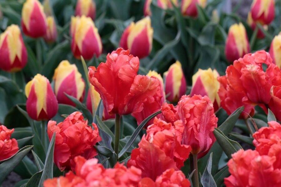 From Amsterdam: Tulip Fields of Holland Tour - What to bring (and what to avoid)