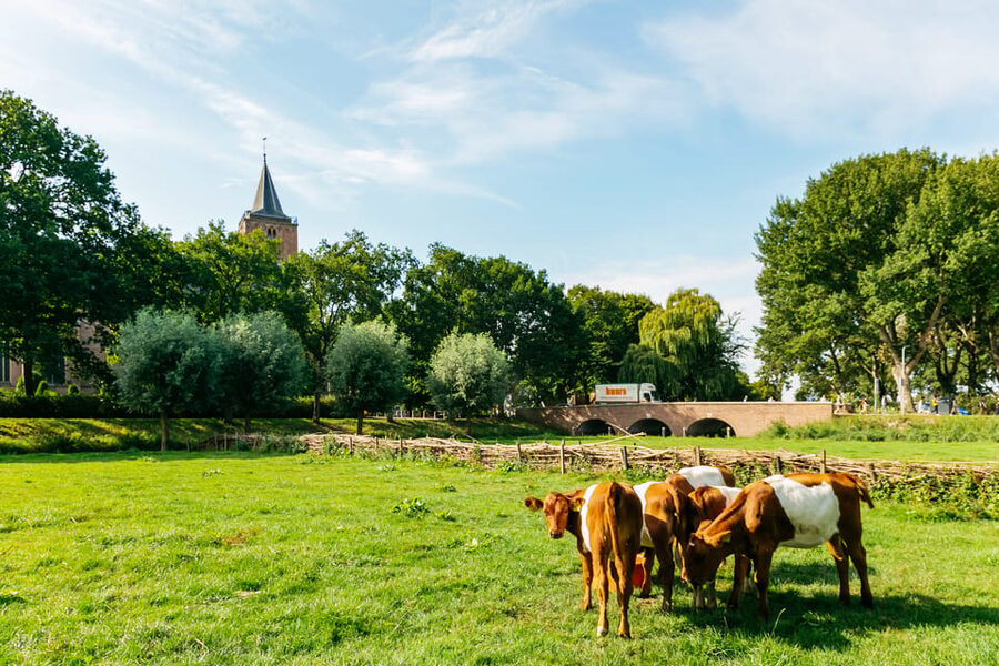 From Amsterdam: Zaanse Schans, Edam, Volendam & Marken - Optional Amsterdam Canal Cruise: A Calm Finish After the Windmills